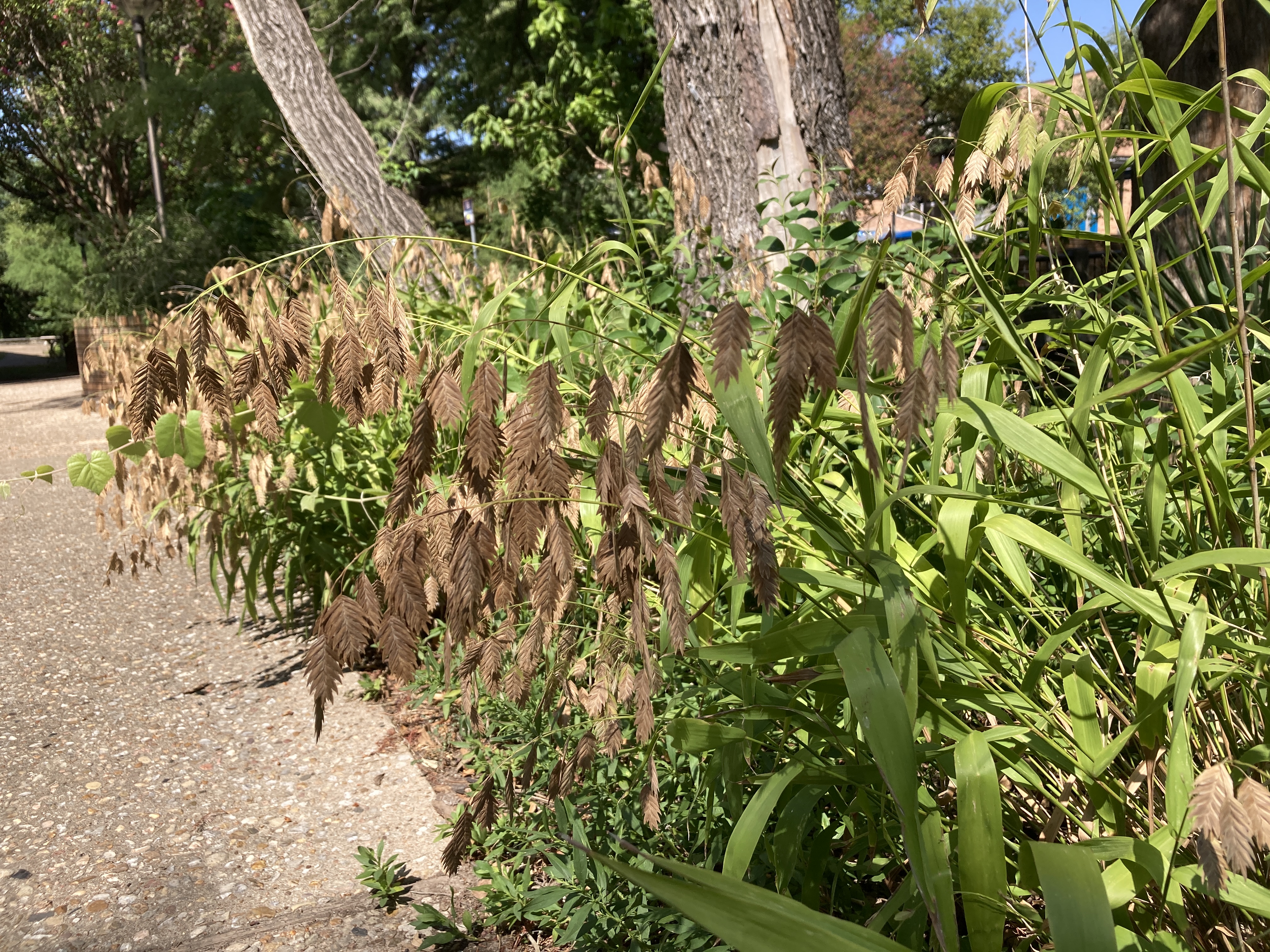 A picture of river oats